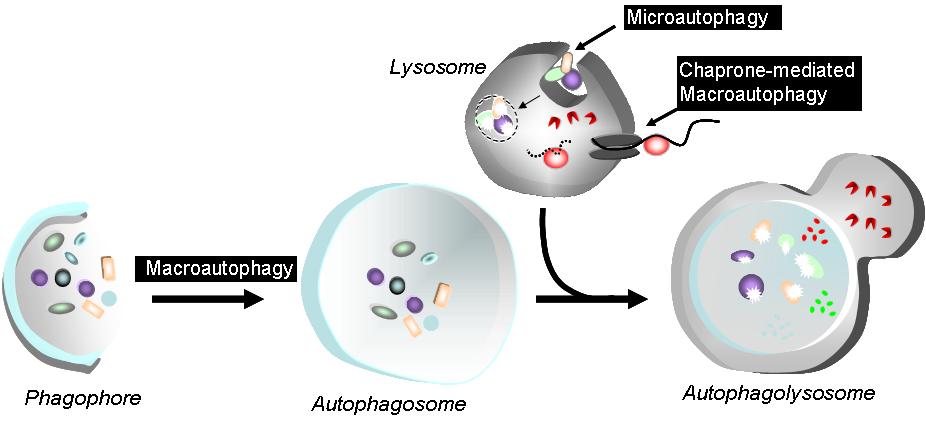 http://autophagy.lu/Supplements/Pictures/about_autophagy01.JPG